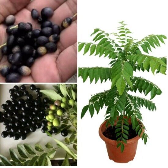 Curry Leaves Seeds Curry Leaf Kadi Patta Murraya Seeds 3 DAY DELIVERY IN USA